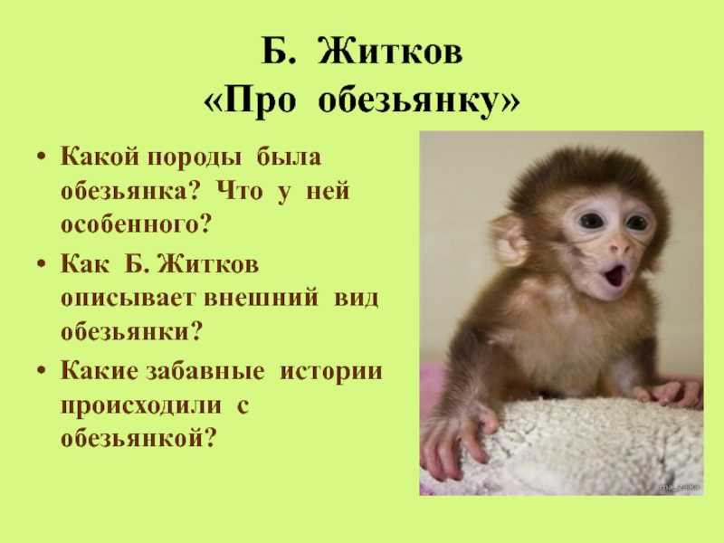 Литературное чтение житков про обезьянку