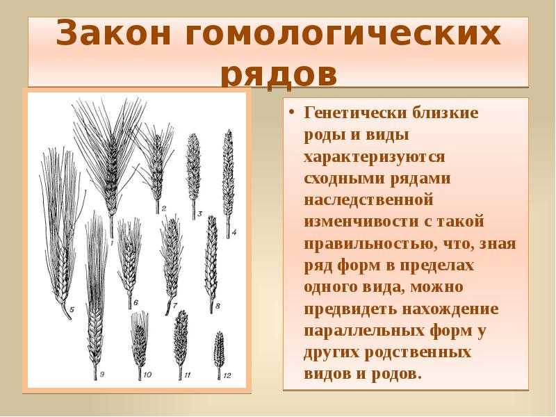 Закон изменчивости. Закон гомологических рядов наследственной изменчивости. Гомологические ряды изменчивости (н.и. Вавилов).