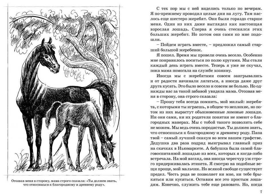 Лошади породы мустанг: фото и видео, описание, история и характеристика