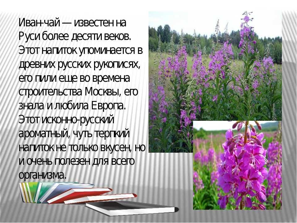 Урок литературного чтения в 3 классе по теме: "к. г. паустовский «заботливый цветок»" | doc4web.ru