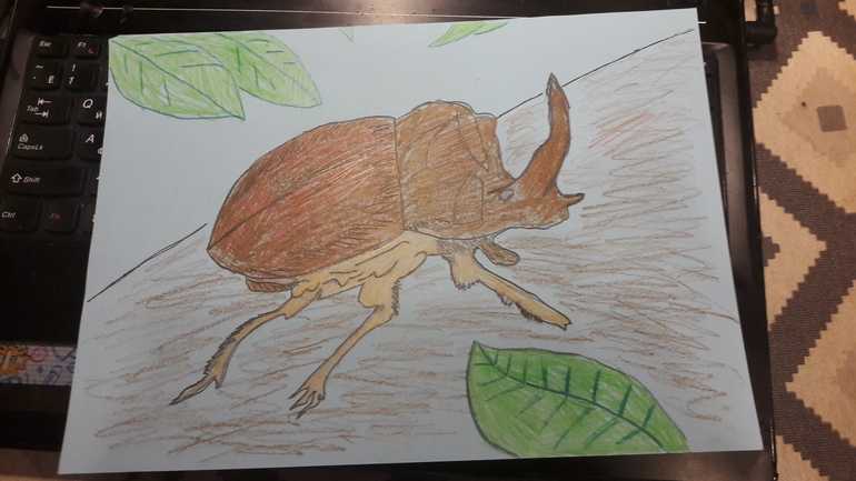 Похождения жука-носорога — рассказ константина паустовского