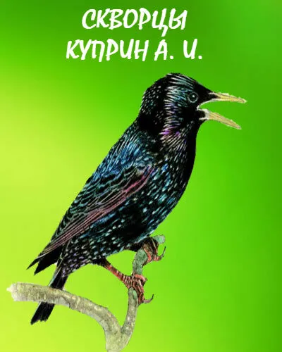 Обыкновенный скворец, описание и фото птицы- я - краевед