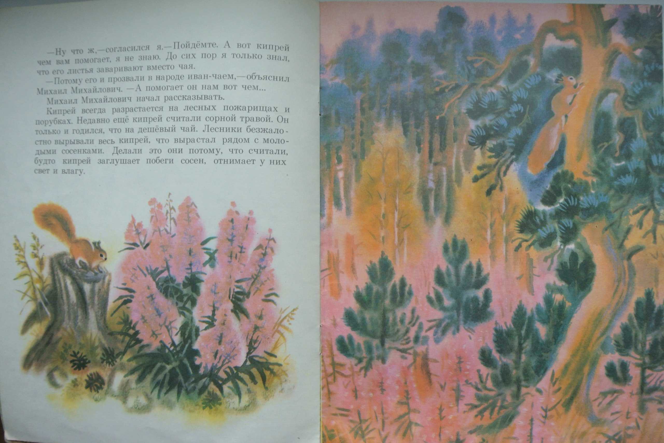 Заботливый цветок - сказки паустовского: читать с картинками, иллюстрациями - сказка dy9.ru