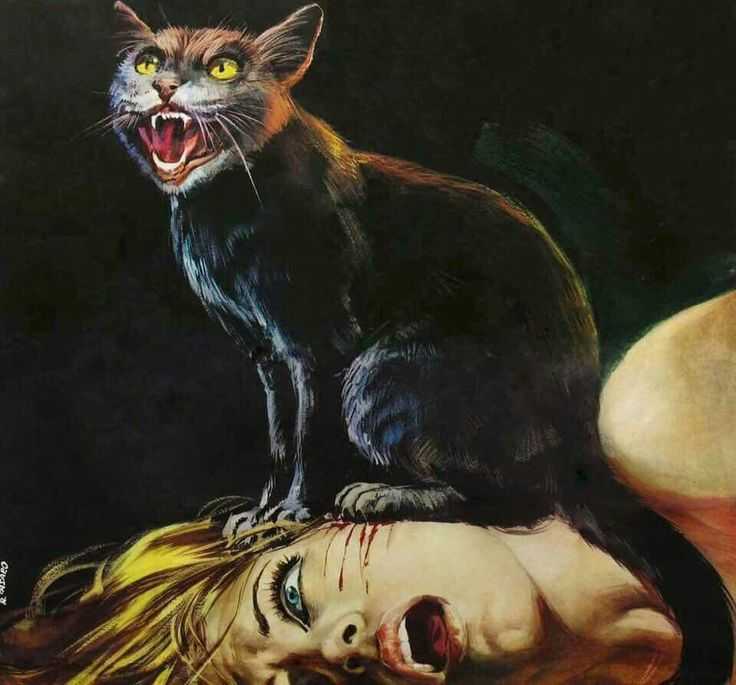 Черный кот – исчадие ада или жертва наветов: отделяем факты от вымыслов :: инфониак
