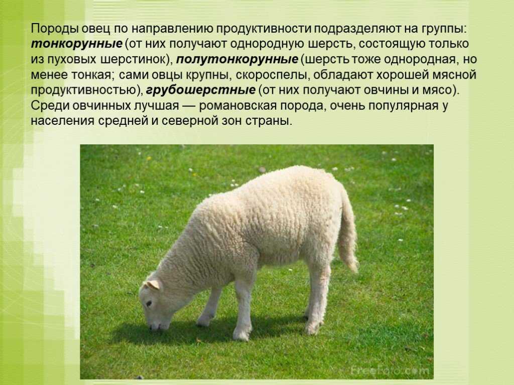 Домашнее сельскохозяйственное животное сообщение 3 класс окружающий. Овцеводство породы овец. Тонкорунные породы. Тонкорунные породы овец. Окружающий мир овца.